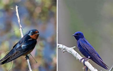 purple martin vs barn swallow|purple martin vs grackle.